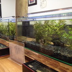 手打ち蕎麦 㐂 - 水槽。水もきれいで、出来上がるまでぼんやり眺めていれる。