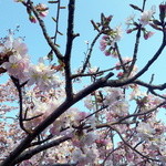 シロクマ食堂 - 手宮公園の桜