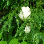 星のや京都 - かえる？？