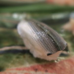 治鮨 - 27年7月　シンコ