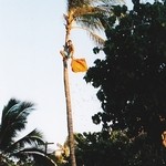 Paradise Cove Luau - フラワーシャワー