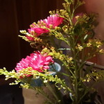 Hana sato - 生の花がいつも美しい