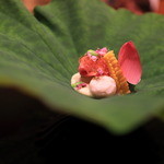 にくの匠 三芳 - 