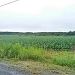 畑とクラフト　こま里カフェ （五穀村レストラン内） - 周りは畑