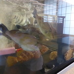 割烹かわぐち - １階には魚もいました