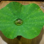 セララバアド - 朝露