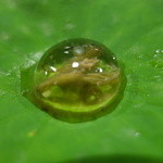 セララバアド - アップです