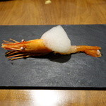 セララバアド - ボタンエビ