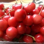 さくらんぼ山観光農園 - 品種は…南陽。大粒で艶やか♪(*´∀`)甘くて美味しい♪