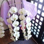 兵九郎 大村庵 - 