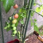 平成軽井澤食堂 - ピンクのトマトが色づきました(H2707)