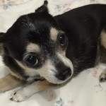 花丸 - おじいちゃんお誕生日おめでとう♪