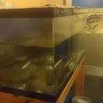 つりさし - うなぎ