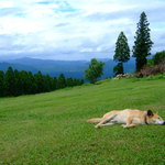 BEAR - お昼寝中の「トト」