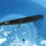 金太郎自然園 - やまめを釣りました