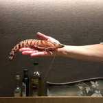 鯛めし槇 - 北条産　天然車海老