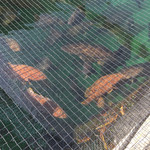 魚山人 - 船着場の近くには生簀に沢山泳いでます(^^)