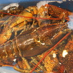 レッドロブスター - ロブスター