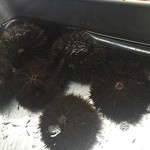 発寒かねしげ鮮魚店 - 小樽のガンゼ