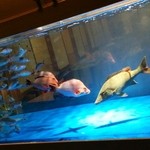 割烹司 - 魚が元気です！