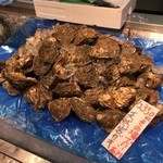 角上魚類 - 