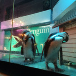 ペンギンのいるダイニングバー沖縄 - 
