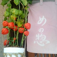 め乃惣 - ほおずき