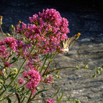 La Bastide de Capelongue - 