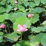 日向 - 近くの蓮の花