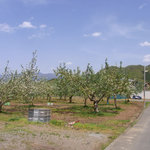 せきざわ - 2010年５月：お店の裏に桃畑。まさに桃源郷。