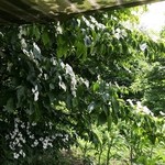 農家レストラン みのりの里 - ヤマボウシの花が