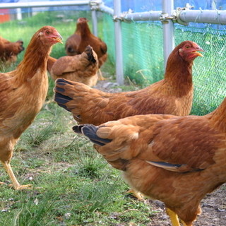 Hinai chicken that has been carefully raised