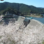 大鶴ゆうゆう館 - 大鶴ゆうゆう館の対岸のダム公園から桜と鶴田ダムの風景