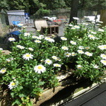 パンデカフェファリーヌ - 