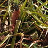 Dole Plantation