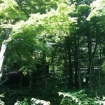 オステリアセノーテ - 2015年7月：テラス席からの景色。川のせせらぎと木漏れ日がいい！！