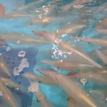 いか本家 いそ浜別館 - 