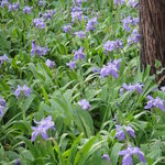 季節のイメージ（御所）