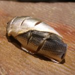 鮨 さいとう - 2015/7しんこ