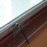 Setsugekka - 大きな蜻蛉
