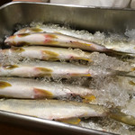 ふじ木 - 立派な天然鮎たち