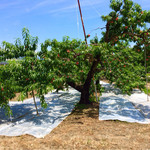 桃の農家カフェ ラペスカ - 