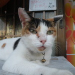 Ishokuya Asai - 看板猫のミーちゃんです!