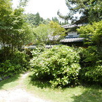 山ごぼう - 夏のヤマゴボウ