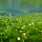 たち季 - たち季前の地蔵川に咲いている「梅花藻」