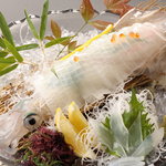 Live squid made from Yobuko