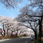 タンタ ローバ - お店の前は桜並木。