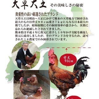 【地鶏】丸鶏仕入れでの天草大王