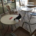 McDonald's - 2015/08 外のテラス席には鳩が…