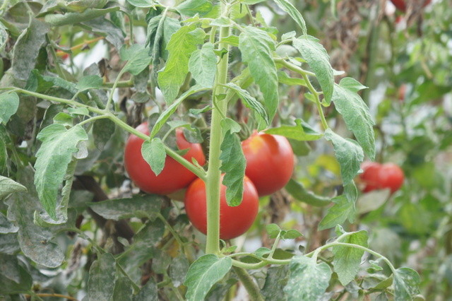 Wine &amp; Pasta Bar Cabana